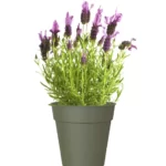 Vaso Madagascar 35 cm Verde Seco