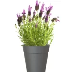 Vaso Madagascar 23 cm Antracite