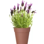 Vaso Madagascar 27 cm Castanho