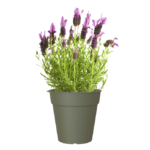 Vaso Produção Madagascar 15 cm
