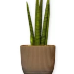 Vaso Coral Bege 15 cm