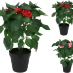 Planta em Pote Dia PL4000220