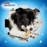 PURINA DENTALIFE CAO MEDIUM 12-25KG C/5 835837 - Image 2